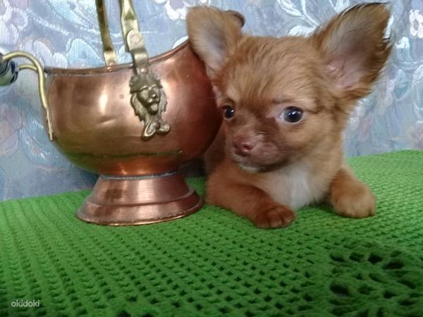 Chihuahua tudruk-reserv (foto #3)