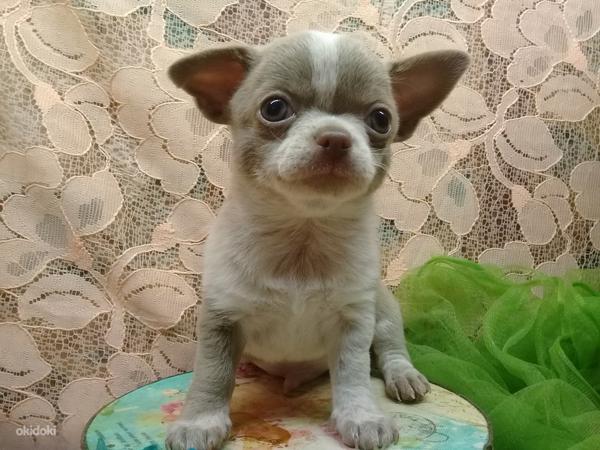 Chihuahua (foto #7)