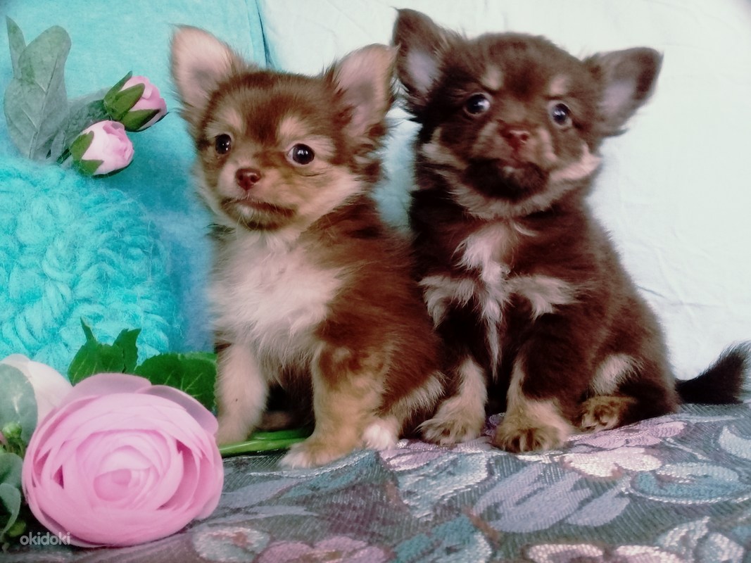 Chihuahua tÜdruk ja poisid (foto #3)