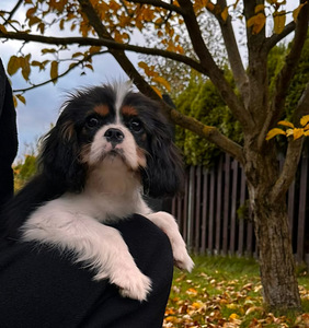 Cavalier King Čarlz Spaniel (1 foto / 8)