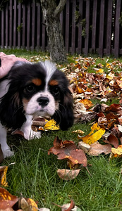 Cavalier King Čarlz Spaniel (6 foto / 8)