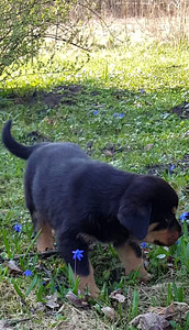 Rottweileri kutsikas (3 foto / 5)