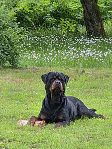 Rottweileri kutsikad (2 foto / 5)