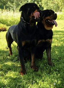 Rottweileri kutsikas (3 foto / 4)