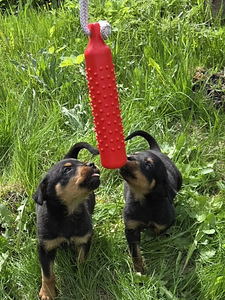 Rottweileri kutsikad (5 foto / 5)