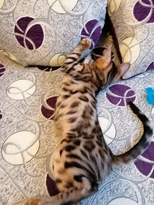 Bengali kassipoeg (9 foto / 10)
