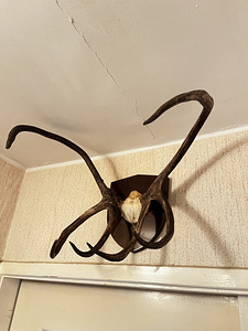Sarved (6 foto / 6)