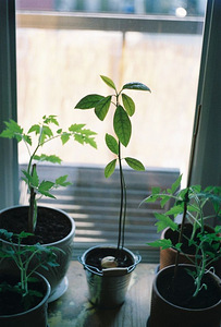 Zenit 11 + Helios 44M-4 (7 foto / 8)