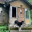 Старинный брусчатый дом с хорошим местоположением (фото #4)