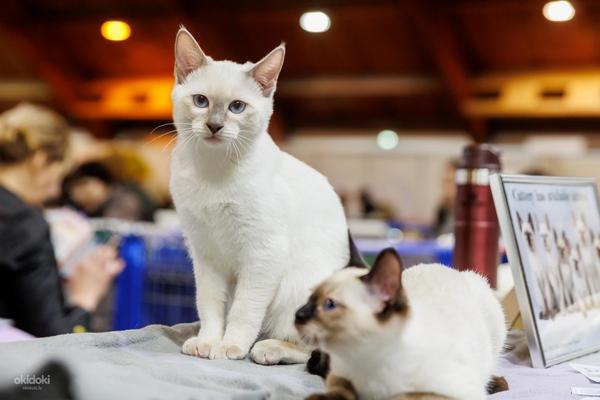 Котята тайской породы (фото #2)