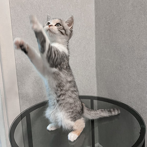 Шотландские котята (1 фото из 7)