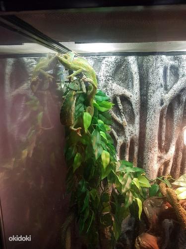 Hameleoon koos terrariumiga (foto #2)