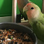 Продаётся Розовощёкий попугай неразлучник (фото #3)