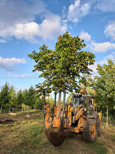 Puude ümberistutamise masinad suurte puude ümberistutamiseks (3 foto / 3)