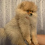 Pomeranian, puhtatõuline tüdruk (foto #2)