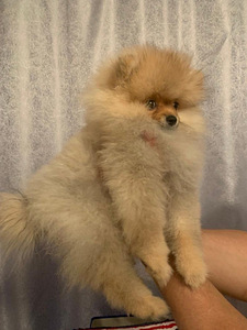 Pomeranian, puhtatõuline tüdruk (2 foto / 4)