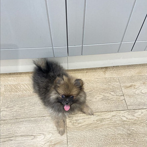 Pomeranian, puhtatõuline tüdruk (3 foto / 4)