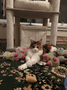 Maine Coon котята (2 фото из 2)