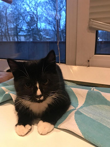 Котенок (1 фото из 2)