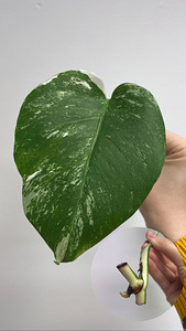 Monstera Albo cuttings (5 foto / 6)