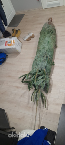 Müüa elus kuusk, veidi üle 2 meetri.