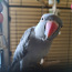 Ошейниковый попугай (фото #3)