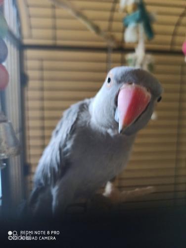 Ошейниковый попугай (фото #3)