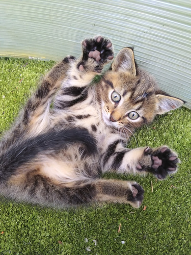 Котенок