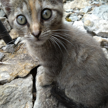 Котенок