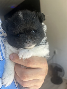 Померанский шпиц, мальчик