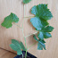 Виноград booskop glody растение в сад (фото #2)