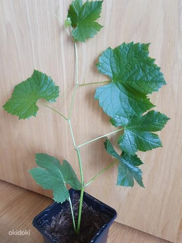 Виноград booskop glody растение в сад (фото #2)