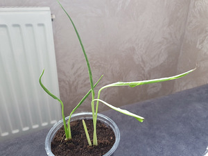 Tõlvlehik Spathiphyllum naiste õnn lill taim Tõlvik plant (2 foto / 2)