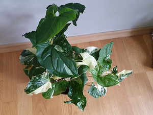 Toataim Süngoonium / Syngonium Albo Variegata / Sõrgköis (2 foto / 3)