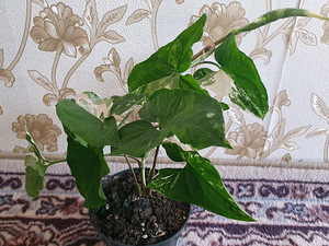SUUR Süngoonium / Syngonium Albo Variegata Sõrgköis (1 foto / 1)