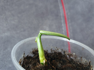 Philodendron Silver sword Filodendron lill taim (2 foto / 2)