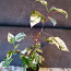 ПОСЛЕДНЕЕ РАСТЕНИЕ! Цветок гибискус variegata растение (фото #2)