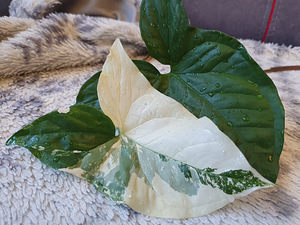 Süngoonium Syngonium Albo Variegata Sõrgköis lill taim (5 foto / 8)