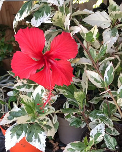 Hibiskus variegata lill taim hibiscus toakask (1 foto / 2)