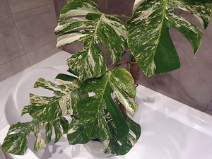 Monstera deliciosa ALBO variegata lill taim (1 foto / 2)