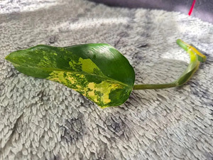 Philodendron Domesticum variegata filodendron lill (8 foto / 10)