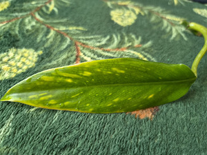 Philodendron Domesticum variegata filodendron lill (3 foto / 10)
