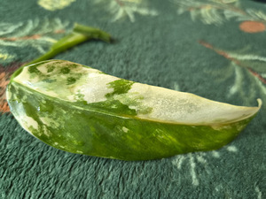 Philodendron Domesticum variegata filodendron lill (6 foto / 10)