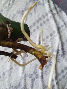 Monstera deliciosa BIG FORM taim lill / suured lehed (5 foto / 5)