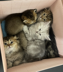 Šoti kassipojad Scottish Fold/Straight (6 foto / 9)