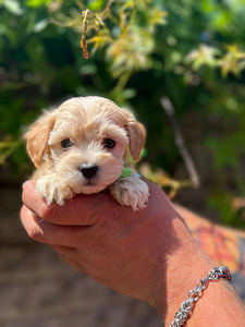 Maltipoo F1 Mini (3 foto / 9)