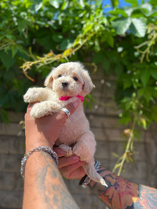 Maltipoo F1 Mini (7 foto / 9)