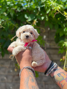 Maltipoo F1 Mini (8 foto / 9)