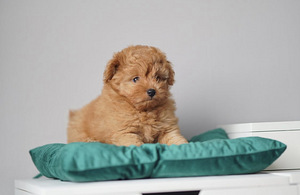 Maltipoo mini F1 kutsikad (4 foto / 6)
