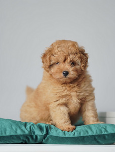 Maltipoo mini F1 kutsikad (2 foto / 6)